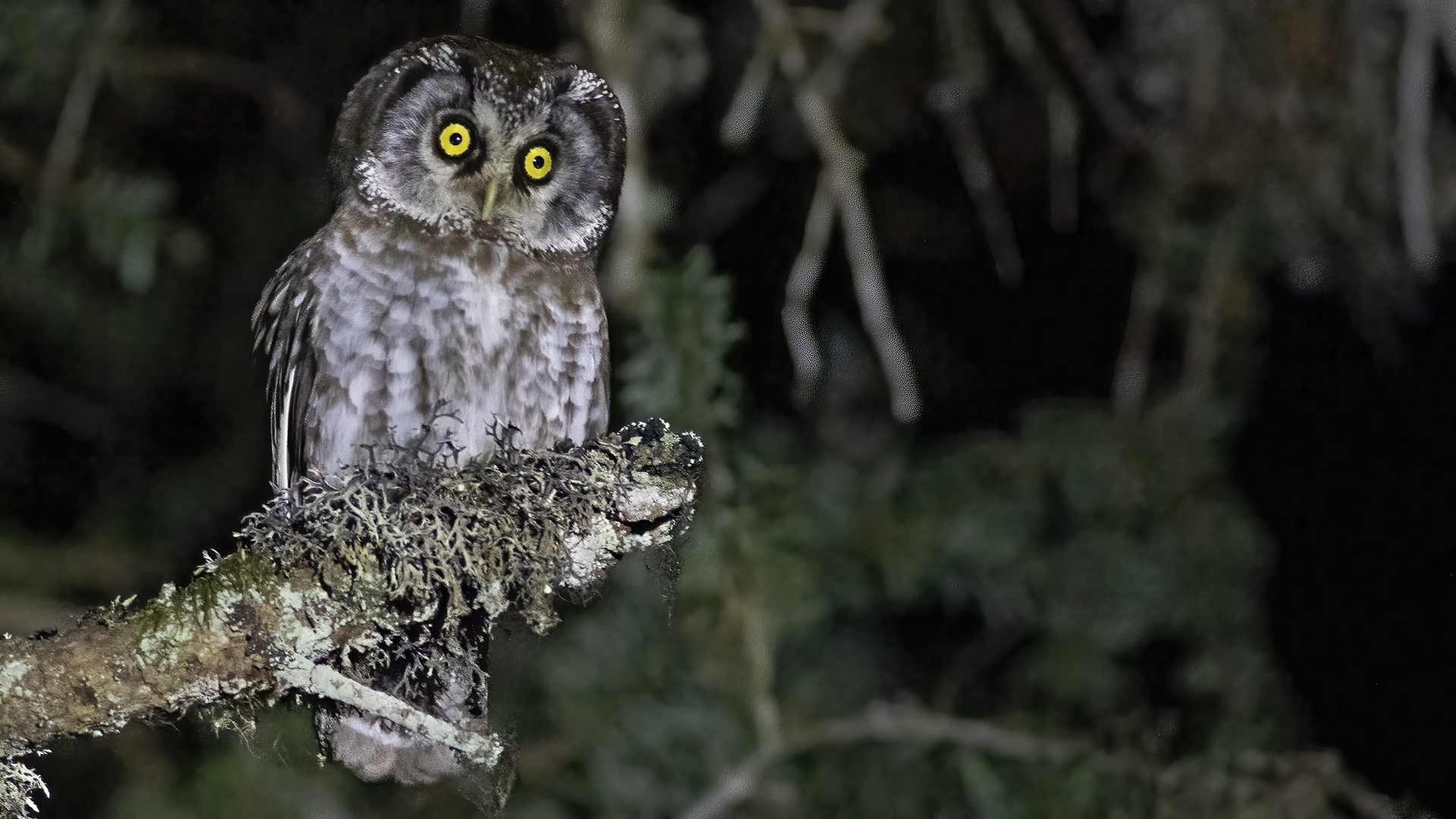Boreal Owl
